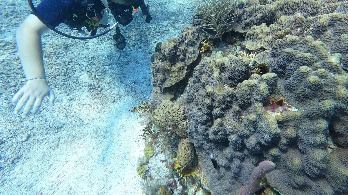 Diving & Snorkelling guide